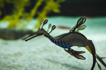 A beautiful seadragon, underwater wildlife