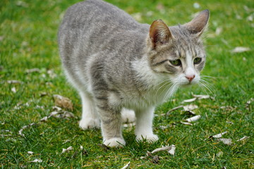 Obraz premium Gray cats 