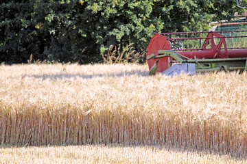 Harvest in Summer