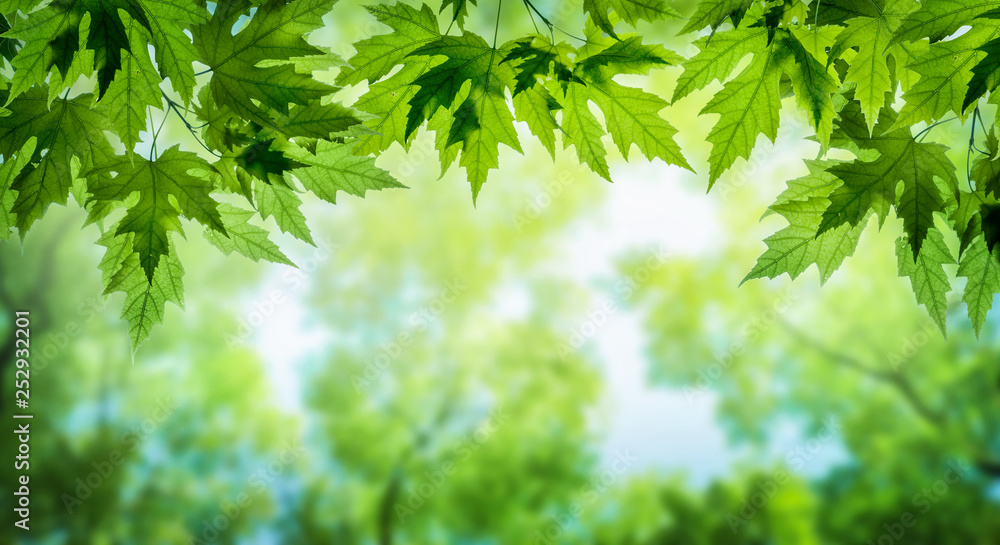 Wall mural green leaves on maple tree. nature spring and summer background.