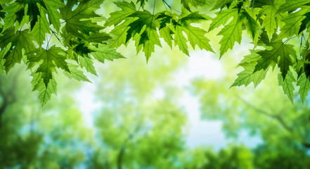 Green leaves on maple tree. Nature spring and summer background. - obrazy, fototapety, plakaty
