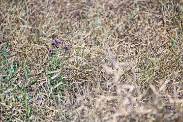 Harvest in Summer