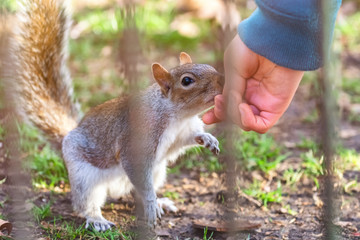 A person feeding a squirrel in Saint James`s park in London