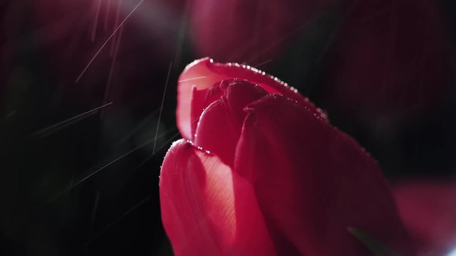 Extreme closeup of red flower toulip; fresh rain water drops falling slowly; valentines, mother's day, woman's day concept; moody romantic scene; FullHD shot
