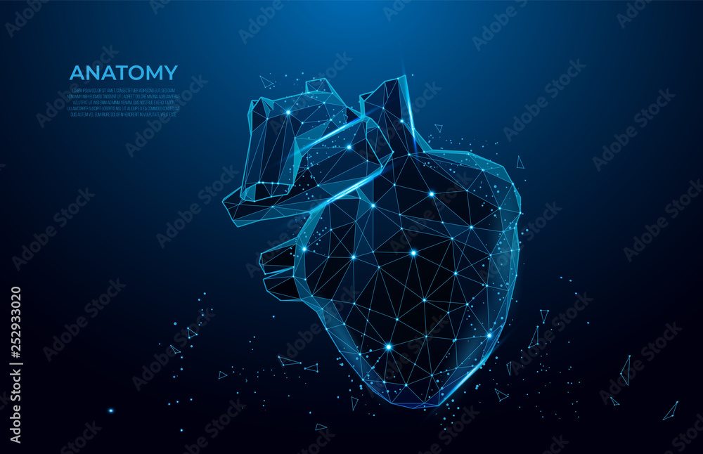 Wall mural human heart anatomy form lines and triangles. polygonal 3d human organ on blue background. medicine 