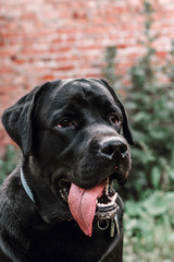 black labrador in the park blurred background