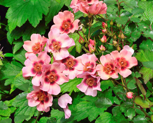 Fototapeta premium Rose Portrait.