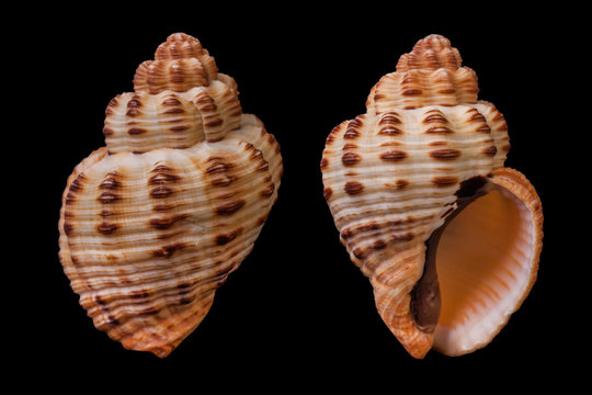 Cantharus melanostoma