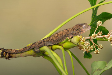 Mossy Prehensile Tail Gecko (Mniarogekko chahoua) on palm branch