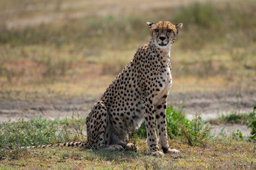 Fototapeta na wymiar cheetah sitting in grass