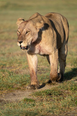 Fototapeta na wymiar lioness walking