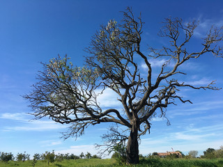 Beautiful tree and blue sky