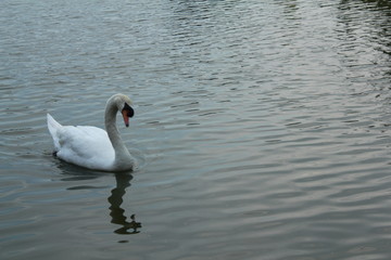 Swan in the pool