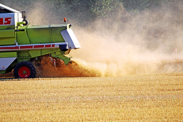 Harvest in Summer
