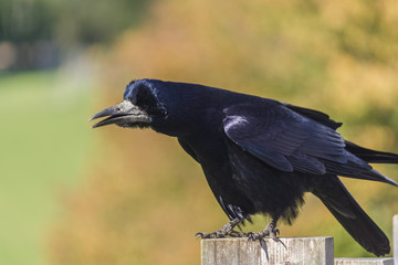  ROOK STANDING ON POST
