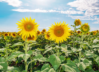 Beautiful sunflowers in the field natural background, Sunflower blooming.