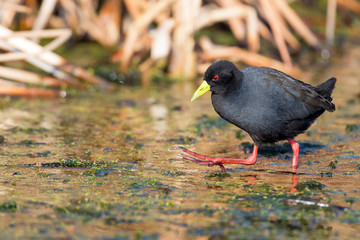 Lone black crake wading carefully across a muddy pond to look for food