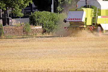 Harvest in Summer