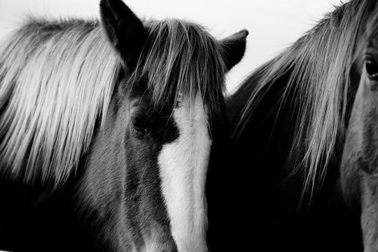 Rustic style horse image of young horses close up in black and white