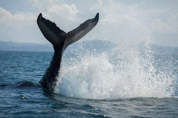The humpback whale photographed in the waters of Samana peninsula, Dominican Republic