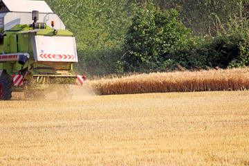 Harvest in Summer