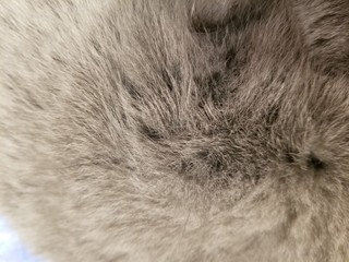 gray wool of a British cat. cat fur photography close up background