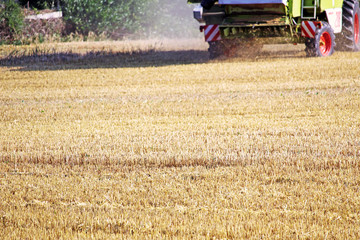 Harvest in Summer