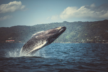 Fototapeta premium The humpback whale photographed in the waters of Samana peninsula, Dominican Republic