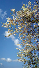 Arbol de almendro centenario con fondo azul cielo y nubes