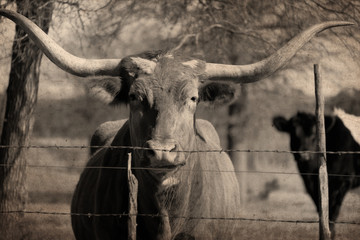 Vintage style Texas longhorn cow on farm fence looking at camera for western portrait.