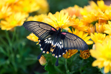 Close-up of a black butterfly sitting on yellow flower