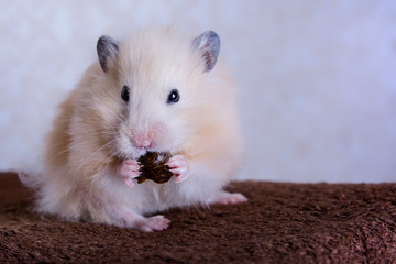 furry hamster eats  a date