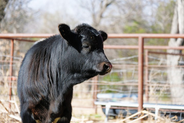 Cute black farm calf shows agriculture lifestyle during spring season on cattle farm.
