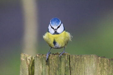 bluetit