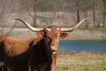 Texas Longhorn cow in rural farm pasture looking at camera with large horns.