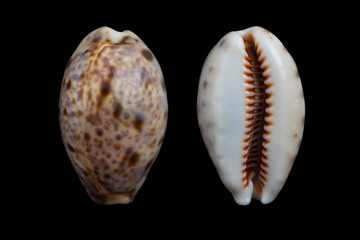  Cypraea lynx