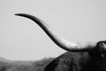 Black and white simple cattle image of Texas Longhorn horn close up, using rural sky as backdrop.