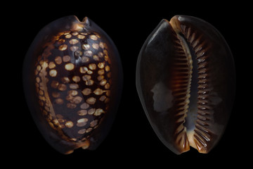 Cypraea mauritiana 