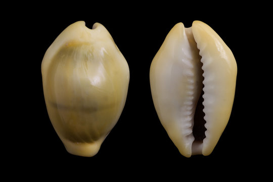 Cypraea moneta
