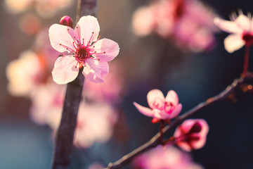 Fototapeta na wymiar Pink Japanese cherry or Sakura flower cherry blossom in spring, vintage style