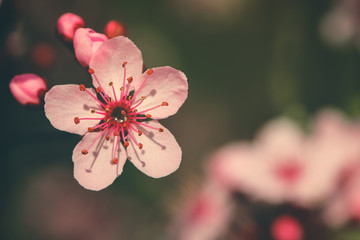 Pink Japanese cherry or Sakura flower cherry blossom in spring, vintage style