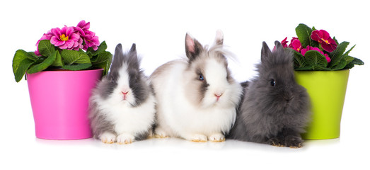 Three dwarf rabbits between flower pots
