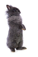 Cute dwarf rabbit standing on hind legs