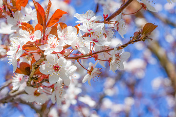 White red flowers of Prunus cerasifera. Blossoming branch with with flowers of cherry plum. Blooming tree.