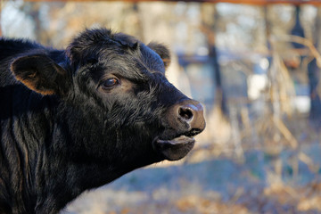 Black Angus calf on farm lets out a moo sound closeup for cute cow portrait.