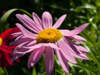 Obraz premium kwiat, ogród