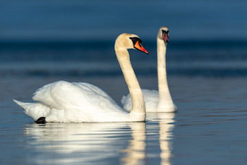 Fototapeta na wymiar Swan on blue lake water in sunny day