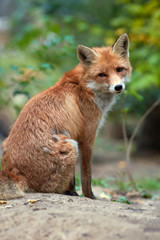 Wild young red fox (vulpes vulpes) vixen scavenging in a forest