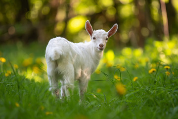 White baby goat standing on green grass