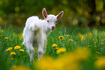 Fototapeta premium White baby goat standing on green grass